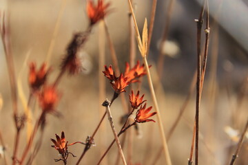 pasto naranja amarillo seco macro close up fondo desenfocado silvestre pradera otoño
