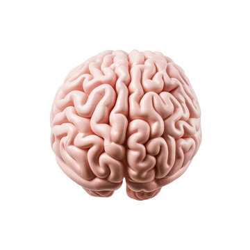 3d rendered illustration of human brain isolated on transparent and white background. Generative ai