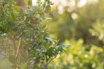 Ripe blueberries (bilberry) on a blueberry bush on a nature background.
