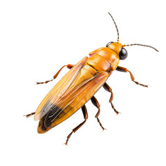 Close-up firefly isolated on transparent and white background. Generative ai
