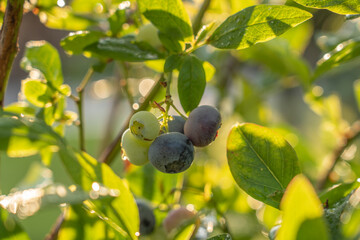 Ripe blueberries (bilberry) on a blueberry bush on a nature background.