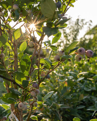 Ripe blueberries (bilberry) on a blueberry bush on a nature background.