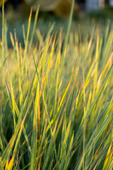 Tall yellow-green wild grass at sunset