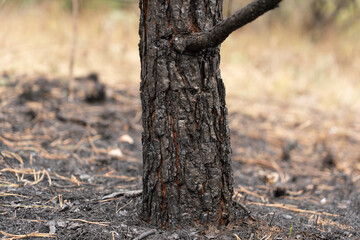 Forest after a fire, the remains of coniferous trees after a strong fire. Burnt pine trunk close-up. High quality photo