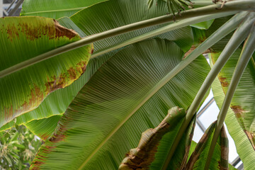 Banana tree branches and banana flowers large palm foliage tropical banana leaf texture