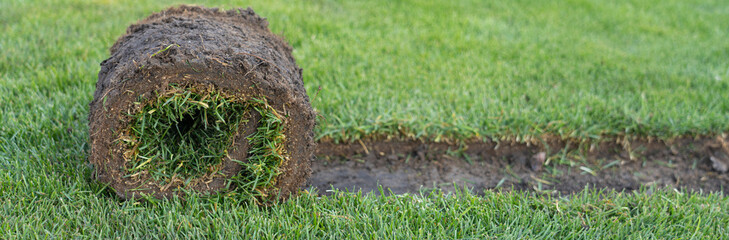 Gardening - laying sod for a new lawn. A roll of turf is laid in the garden in the spring.