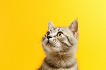 Curious tabby cat with striking eyes against yellow background. Pet portrait.