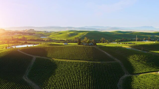 Napa County Vineyard. Aerial view of Napa Valley vineyard landscape. 