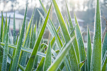Obraz premium Stems of Agave tequilana covered with snow.Frost on the leaves of tropical plant