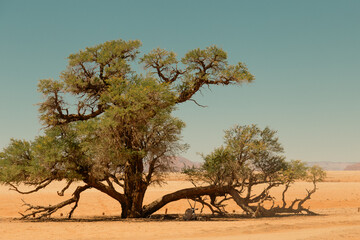 Oryx resting under the tree in Namibia, Elim dune in Namib-Naukluft National park