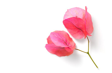 Bougainvillea pink flowers isolated on white background, border design. Beautiful nature spring...
