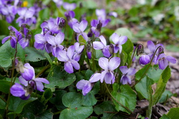 Viola odorata fresh purple flowers in spring
