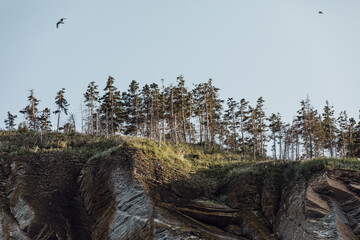 vue sur le top d'une falaise avec des sapins verts en été lors d'un coucher de soleil brumeux