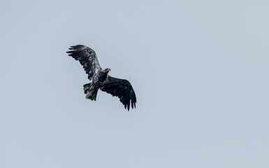 vue sur un oiseau de proie en train de planer dans le ciel avec les ailes déployées en été