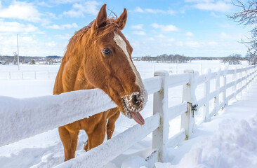 Close-up of a Thoroughbred horse with snow on its nose and its tongue out along a fence in a snowy...