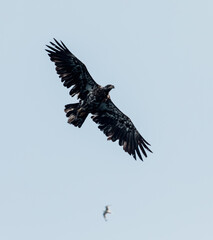 vue sur un oiseau de proie en train de planer dans le ciel bleu avec les ailes déployées