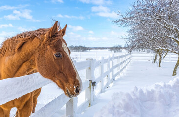 The head of a Thoroughbred horse looking over the fence of a snowy pasture with trees in the...