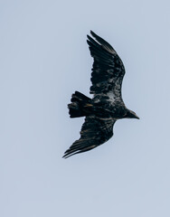 vue sur un oiseau de proie en train de planer dans le ciel avec les ailes déployées