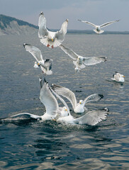 mouettes au plumage blanc et au bout des ailes noires en train de pêcher à la surface