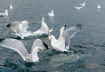 Oiseaux marinx au plumage blanc et au bout des ailes noires en train de pêcher à la surface de l'eau