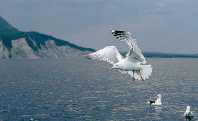 oiseau au plumage blanc et au bout des ailes noires en train de voler au dessus de l'eau en été