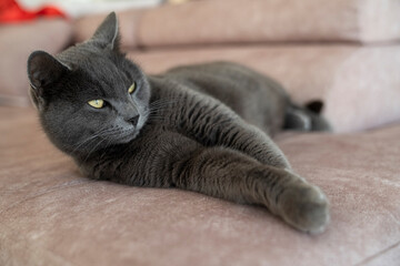 A charming picture of a British or Russian blue shorthair gray cat. The cat's yellow eyes create a...