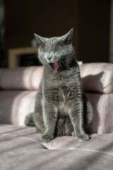 A charming picture of a British or Russian blue shorthair gray cat. The cat's yellow eyes create a striking contrast with its gray fur.