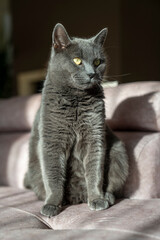A charming picture of a British or Russian blue shorthair gray cat. The cat's yellow eyes create a striking contrast with its gray fur.
