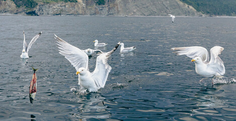 oiseau au plumage blanc et au bout des ailes noires en train de prendre son envol au dessus de l'eau en été avec d'autres oiseaux sur l'eau en arrière plan