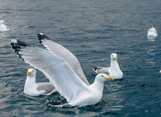 mouette sur l'eau avec les ailes déployé en train de prendre son envol avec d'autre mouettes qui nagent derrière