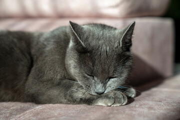 A charming picture of a British or Russian blue shorthair gray cat. The cat's yellow eyes create a striking contrast with its gray fur.