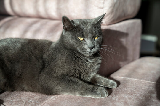 A charming picture of a British or Russian blue shorthair gray cat. The cat's yellow eyes create a striking contrast with its gray fur.