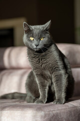 A charming picture of a British or Russian blue shorthair gray cat. The cat's yellow eyes create a striking contrast with its gray fur.