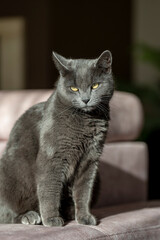 A charming picture of a British or Russian blue shorthair gray cat. The cat's yellow eyes create a striking contrast with its gray fur.