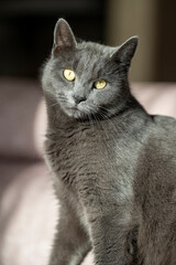 A charming picture of a British or Russian blue shorthair gray cat. The cat's yellow eyes create a striking contrast with its gray fur.
