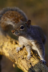 squirrel in the park close up