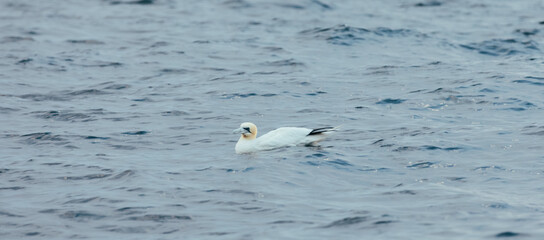 vue sur un oiseau au plumage blanc et au bout des ailes noires en train de flotter sur l'eau en été