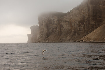 vue sur un oiseau qui vole au dessus de l'eau lors d'une journée brumeuse avec des falaises en arrière plan