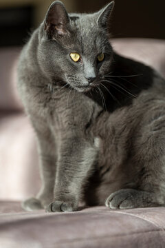 A charming picture of a British or Russian blue shorthair gray cat. The cat's yellow eyes create a striking contrast with its gray fur.