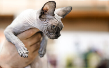 Small white sphynx cat. 