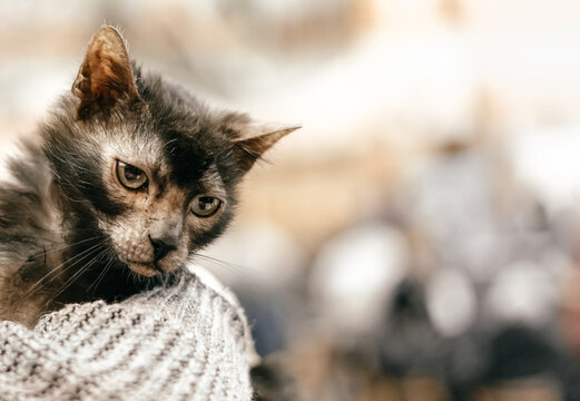 Small Lykoi cat. Domestic cat. 