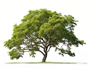 Obraz premium Green Tree Isolated On White Background