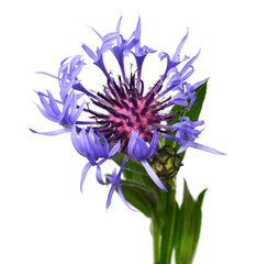 Blue cornflower isolated on white background
