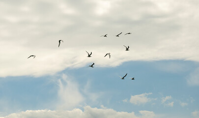 A flock of white seagulls flies over the sea in cloudy weather. Thessaloniki, Greece.