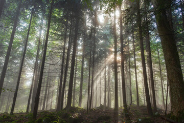 Magic forest landscape. The sun's rays pass through trees.