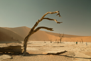 Dead tree in Sossusvlei national park, Namibia