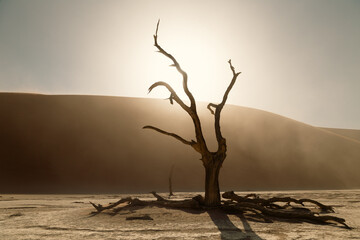Dead tree against the sun in Sossusvlei national park during sand storm