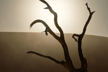 Dead tree close up against the sun in Sossusvlei national park during sand storm