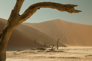 Brach of a Dead tree in Sossusvlei national park, Namibia