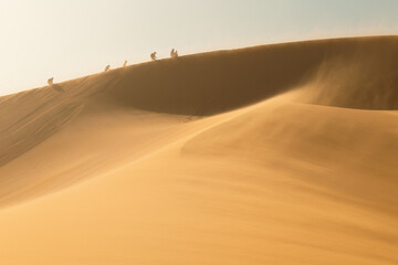 Hikers climbing the dune in sand storm, Big Mamma Dune in Namibia, Sossusvlei national park 